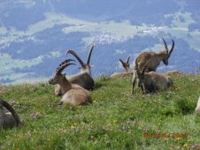 steinbocke rosenboden 01